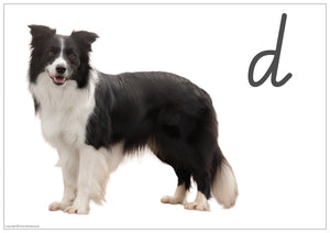 VIC Modern Cursive phonics flashcard with real-life dog photo for letter D school readiness activity