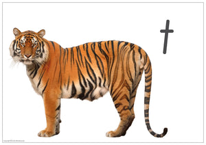 SA Modern Cursive phonics poster featuring real-life tiger photo for letter T handwriting practice