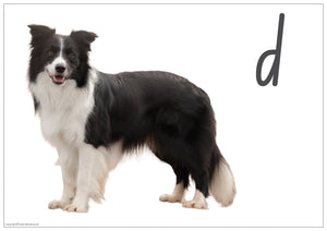 NSW & ACT Handwriting phonics flashcard featuring a real dog photo for letter D
