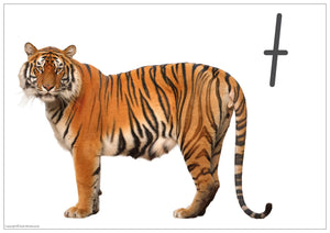 NSW Foundation Montessori Phonics Pack - Posters & Flashcards