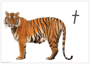 QLD Beginner phonics poster featuring real-life tiger photo for letter T handwriting practice