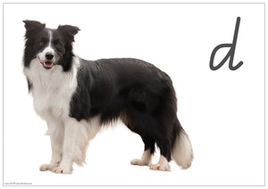 QLD Modern Cursive phonics Poster and flashcards with real-life dog photo using QLD Beginners Font