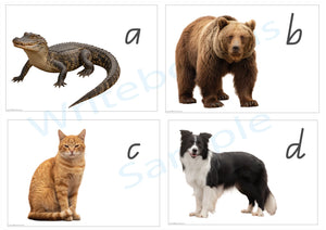 QLD Modern Cursive printable phonics flashcards featuring realistic animal photos using QLD Beginners Font