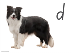 SA Modern Cursive phonics flashcard featuring a real dog photo for letter D