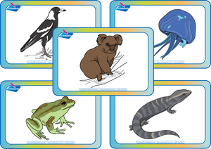 Australian Animal Flashcards in TAS Handwriting, Aussie Animal Flashcards in TAS Handwriting, TAS Aussie Animal Flashcards
